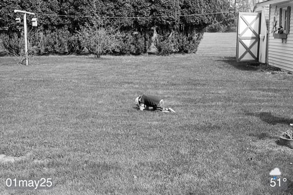 Black and white film photo of my grandson on hands and knees in grassy yard